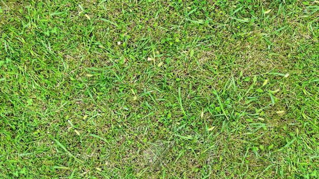 Зеленая трава текстура