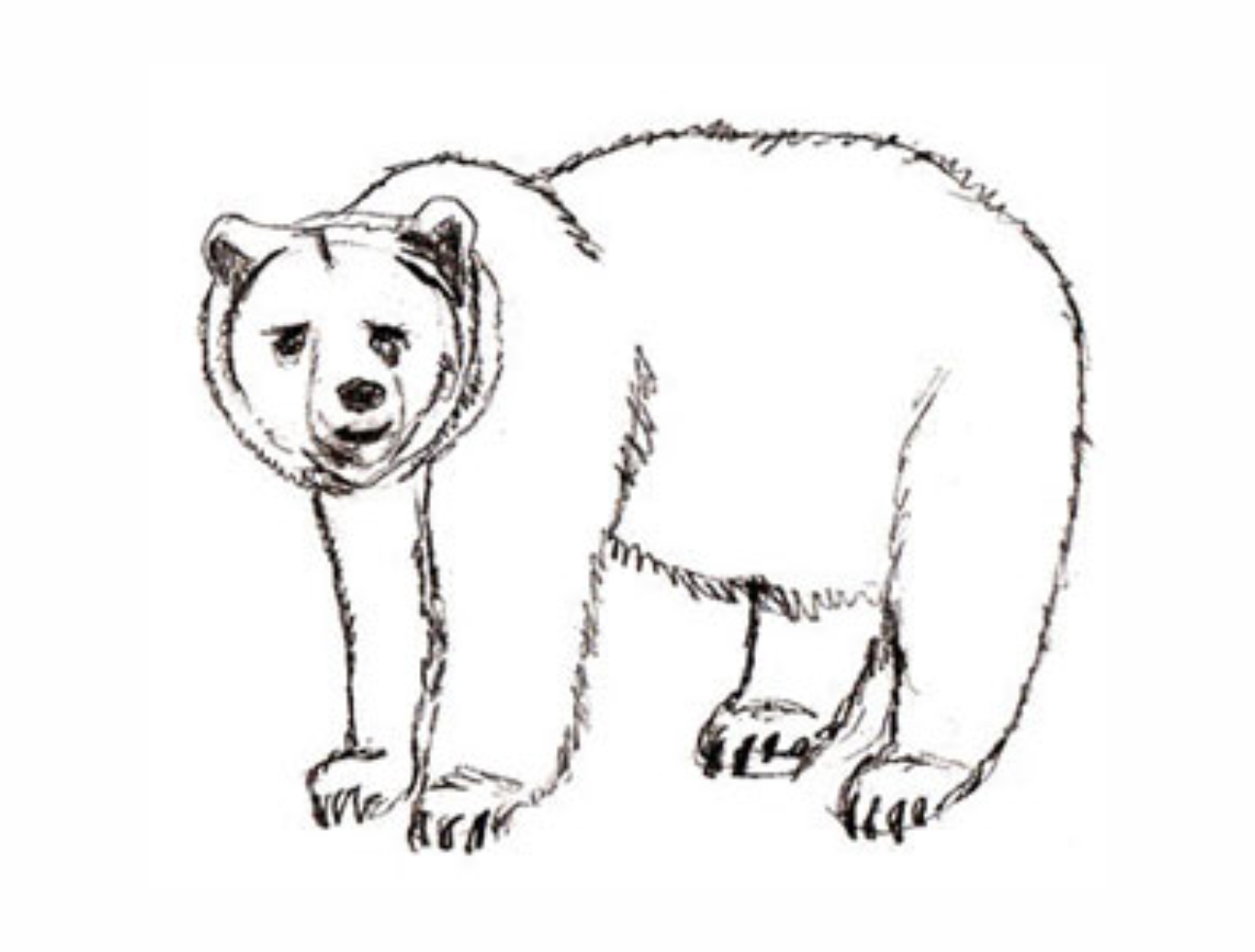 Урок рисования: Как нарисовать медведя поэтапно карандашом. 4 этап.