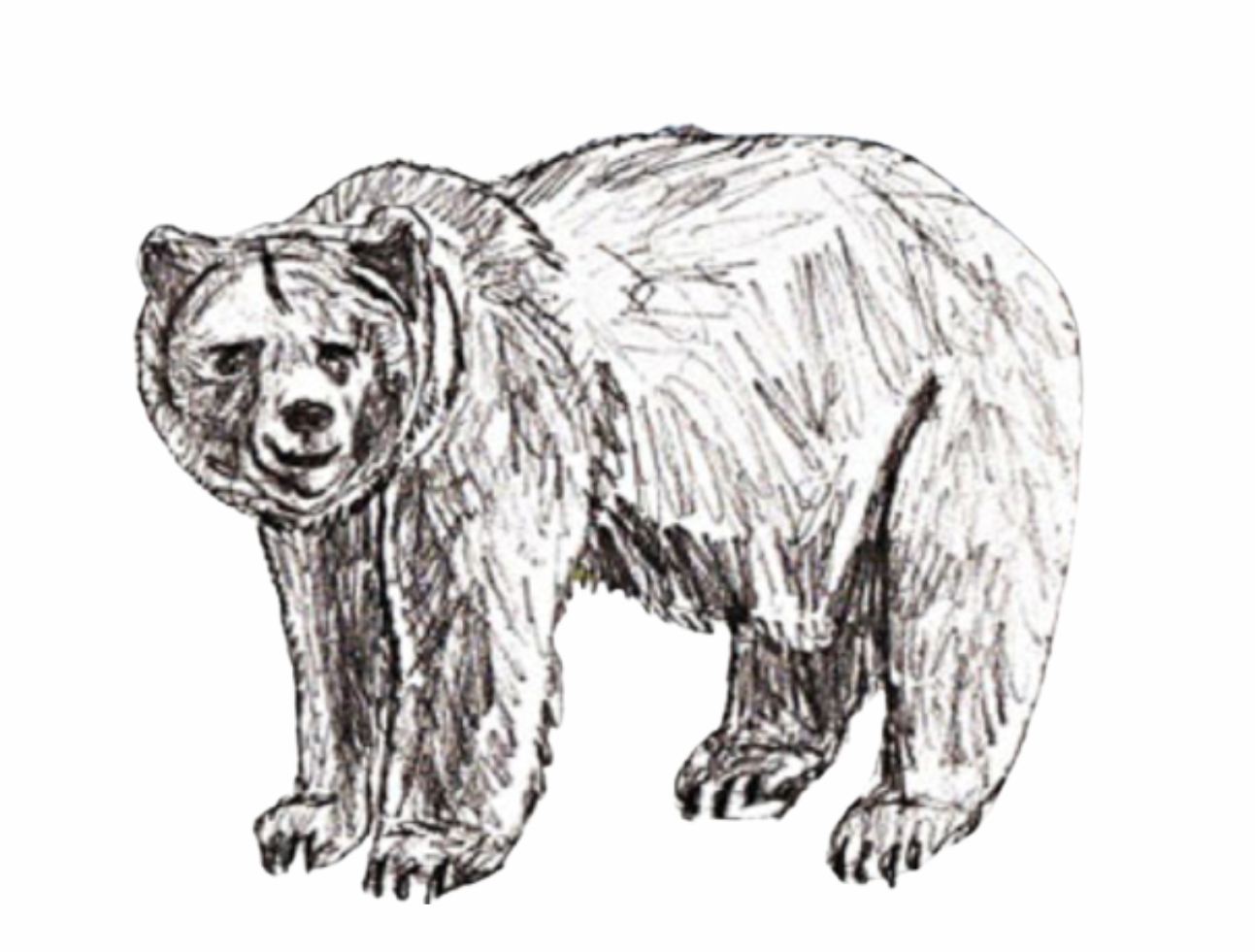 Урок рисования: Как нарисовать медведя поэтапно карандашом. 4 этап.