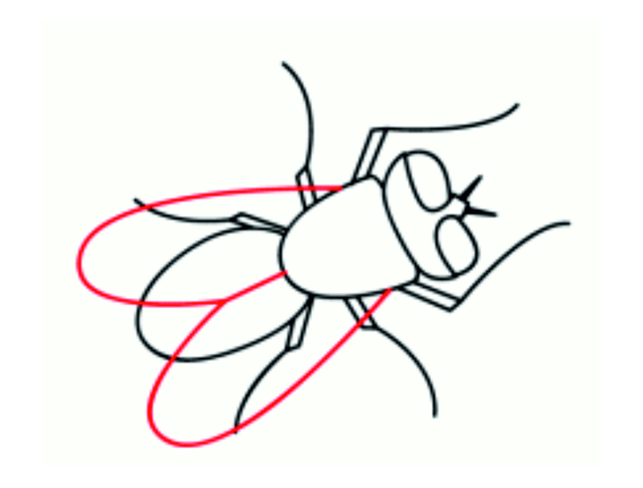 Урок рисования: Как нарисовать муху поэтапно карандашом. 8 этап.