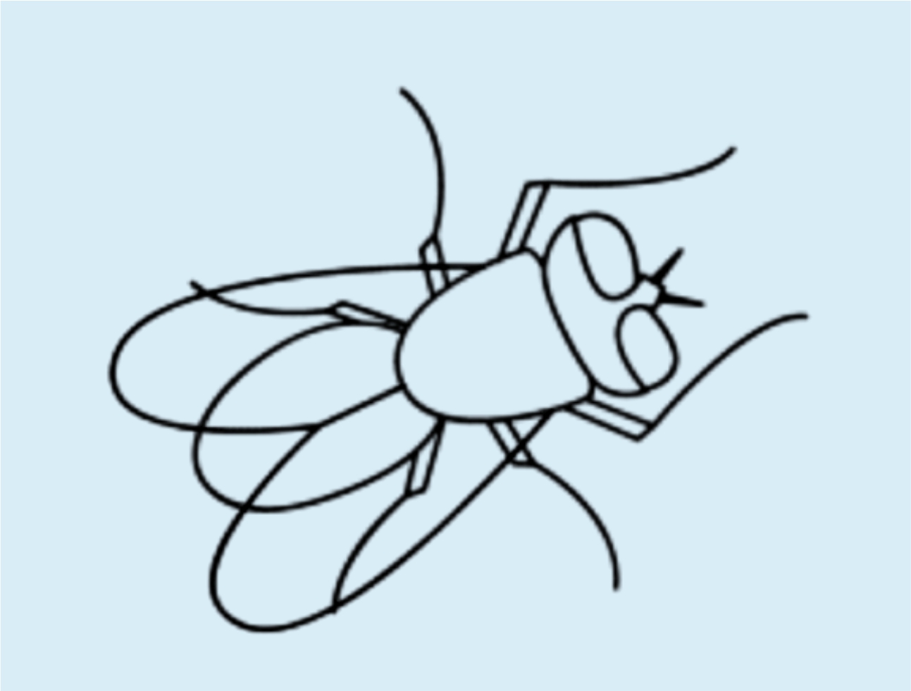Урок рисования: Как нарисовать муху поэтапно карандашом