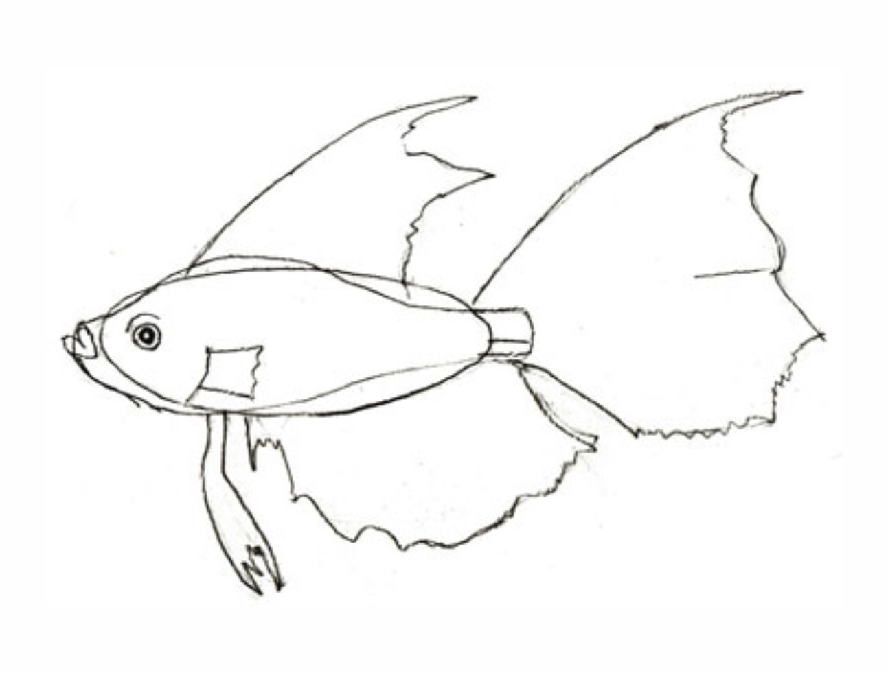 Урок рисования: Как нарисовать рыбу поэтапно карандашом. 3 этап.