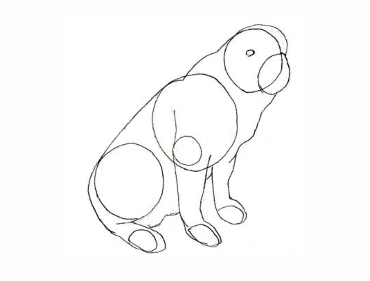 Урок рисования: Как нарисовать собаку поэтапно карандашом. 3 этап.