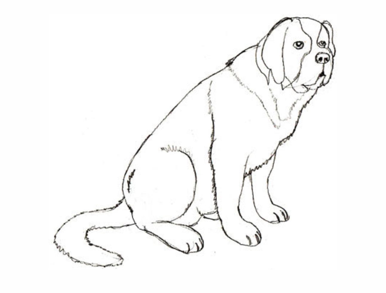Урок рисования: Как нарисовать собаку поэтапно карандашом. 5 этап.