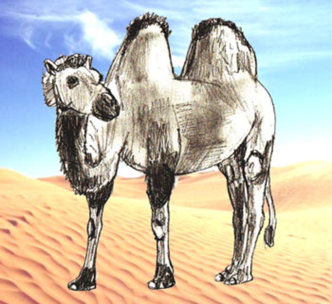 Урок рисования: Как нарисовать верблюда поэтапно карандашом. 