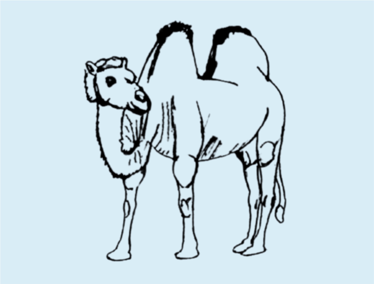 Урок рисования: Как нарисовать верблюда поэтапно карандашом