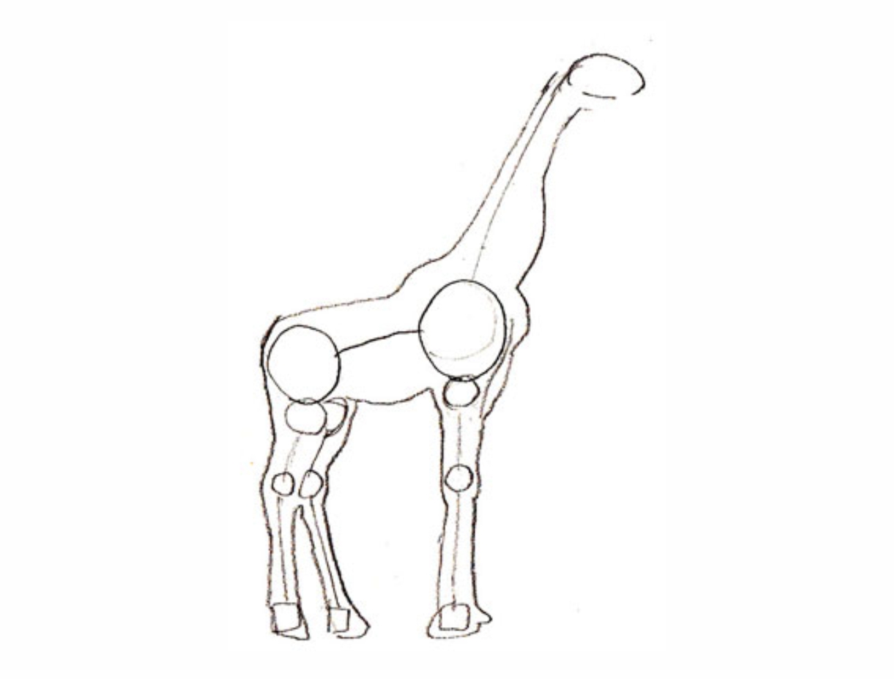 Урок рисования: Как нарисовать жирафа поэтапно карандашом. 3 этап