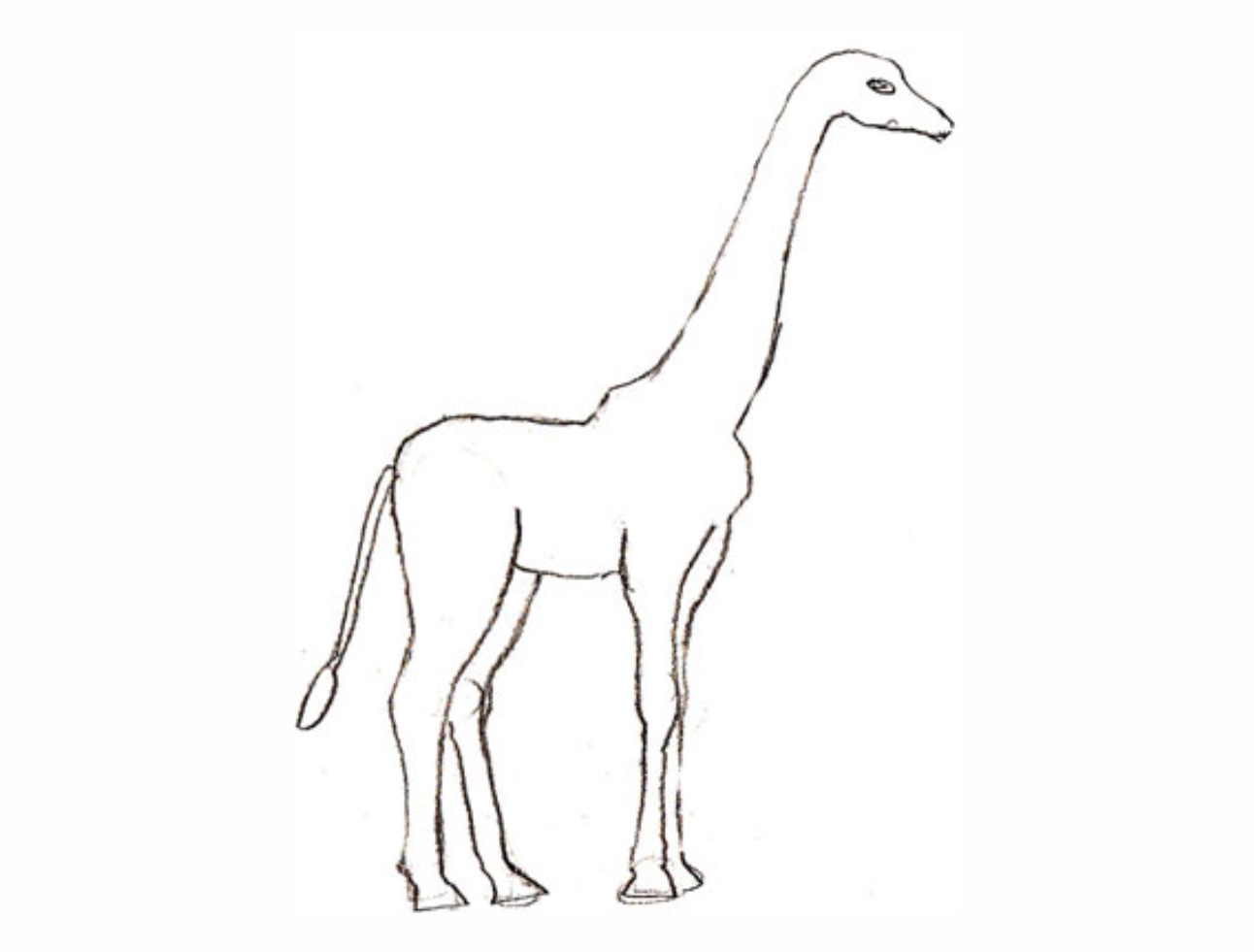 Урок рисования: Как нарисовать жирафа поэтапно карандашом. 4 этап