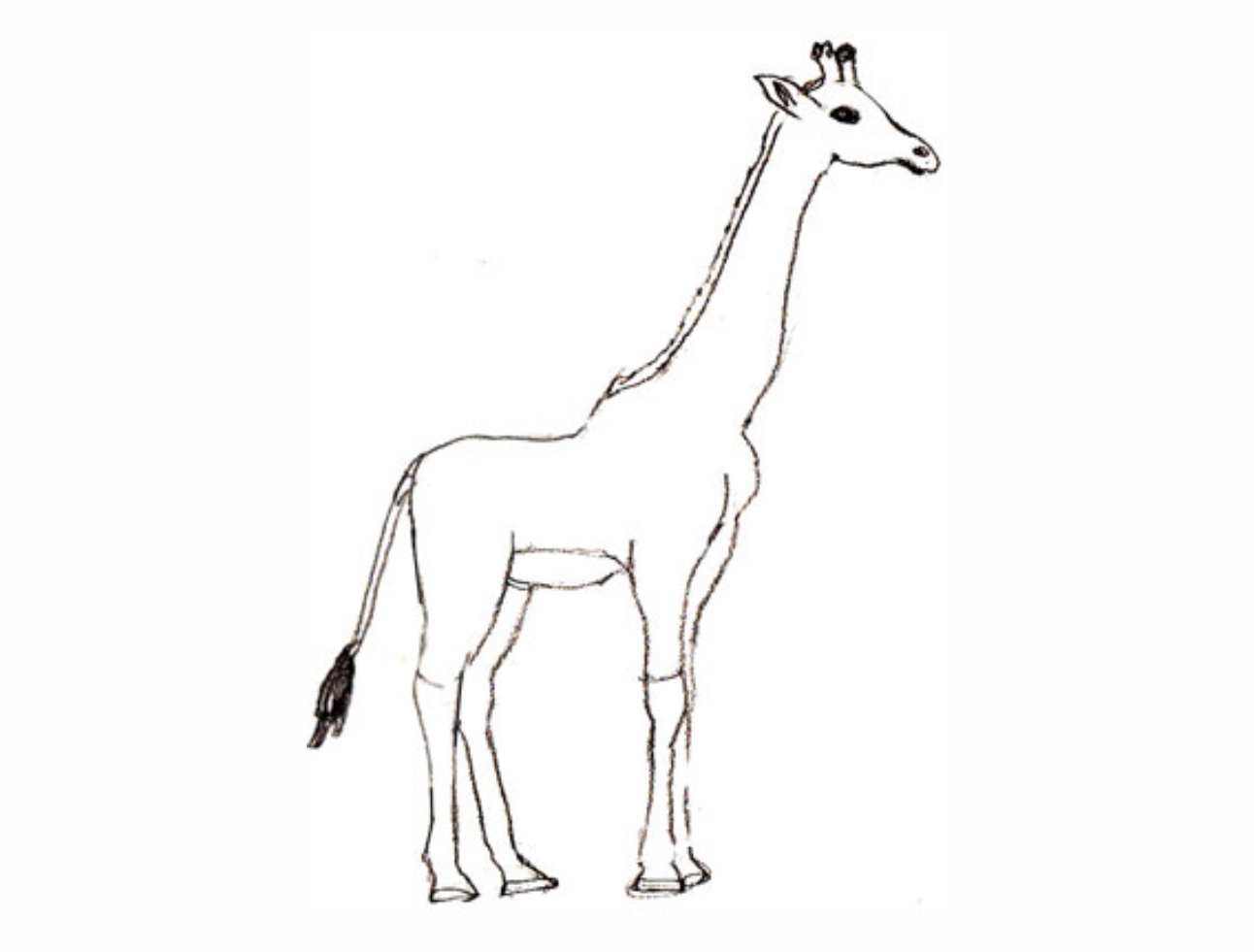 Урок рисования: Как нарисовать жирафа поэтапно карандашом. 5 этап