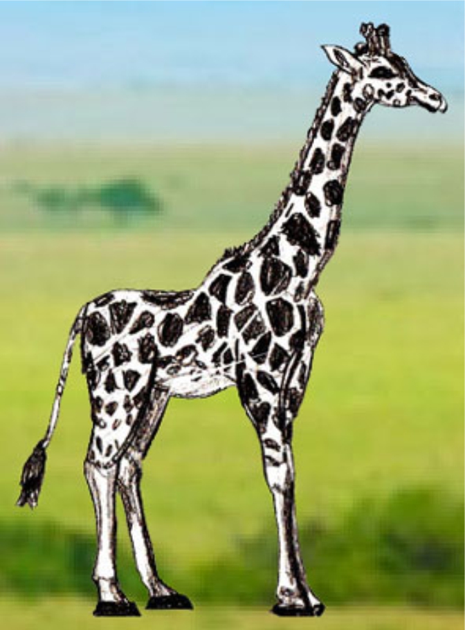 Урок рисования: Как нарисовать жирафа поэтапно карандашом. 