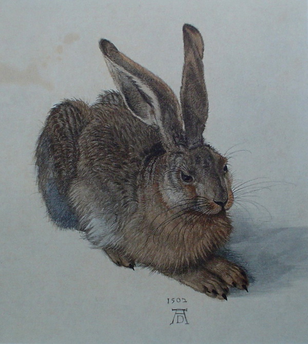 Молодой заяц (1502) Альбертина, Вена.  Альбрехт Дюрер.